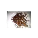 Spinosum Seaweed, Eucheuma Spinosum thumbnail-1