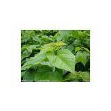 Mulberry Leaf Extract thumbnail-1