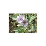 Althaea Officinalis Extract