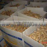 Lowest Price of Fresh Ginger thumbnail-1