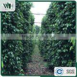 Vietnam Best Quality Black Pepper Powder and Black Pepper 550gl 500gl thumbnail-5