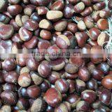 Organic Chestnut thumbnail-6