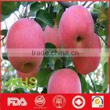 Healthy and Nutritious Fresh Red Fuji Apple thumbnail-2