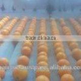 ORANGE FRESH FOR SALE