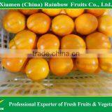 Fresh Navel Orange thumbnail-5
