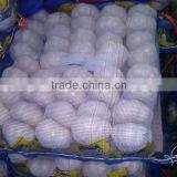 CHIN NEW GARLIC FOR EXPORT thumbnail-2