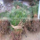 Pinus Massoniana Seedling thumbnail-2