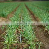 Farm Irrigation Drip Tape for Agriculture Watering 0.2mm Wall Thickness thumbnail-4