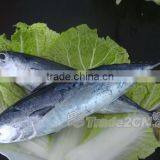 Sarda Chiliensis - Eastern Pacific Bonito 1000g+ thumbnail-1