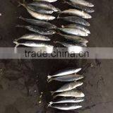 Sea Frozen Mackerel 500-750g 2016 thumbnail-6