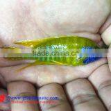 Quality Malawi Cichid Fish Export Company for Company Importer thumbnail-5