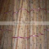 Manau Cane, Manau, Manao, Rattan Pole, Pole, Rattan, Cane, Rattan Cane, Cricket Cane, Singapore Cane, Manao Cane, Manao Pole thumbnail-2