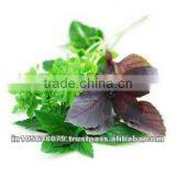 Natural Basil Oil thumbnail-1