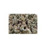 Dried Gelidium Seaweed thumbnail-1