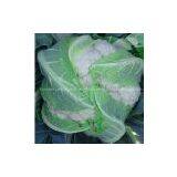 Cauliflowers 65 Days Seeds 6185 thumbnail-1