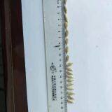 New Crop Sunflower Seed of Type 601 thumbnail-2