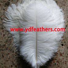 Ostrich Feather From China