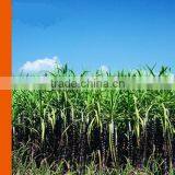 Biodegradable Plant Fiber Cane Tray thumbnail-6