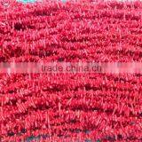 Sea Bamboo Coral thumbnail-1