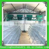 New design save energy automatic quail battery cages for sale