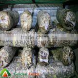 Anti-cancer Organic Wholesale Competitive Shiitake Mushroom Export Price thumbnail-2