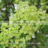 Plant Directly Export Cutting Board Bamboo Cutting Hydrangea From Yunnan, China thumbnail-3