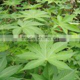 Sweet Tea Leaf 100mesh , 280mesh Sweet Tea ExtractRubusoside Natural Sweetener OEM Service thumbnail-4