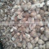 Coconutst From Orisa thumbnail-5