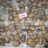 Fresh Frozen Abalone Shell on thumbnail-2