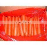 Red Carrot thumbnail-1