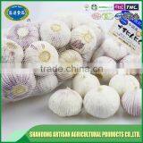 Best Price of Single Clove Garlic for Wholesale thumbnail-6