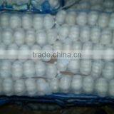 HACCP Certification China Fresh Garlic thumbnail-3