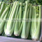 Early maturity cold resistant high yield celery seeds Empress cerely