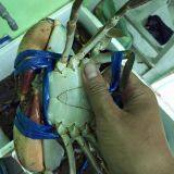 Norwegian Red King Crab, King Crab Legs With Clusters,Live Red King Crab Mud Crab, Live Dungeness Crab thumbnail-2