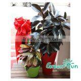 Vaso Balcony Planter Box Plant Tree Pot Hot Sale thumbnail-2