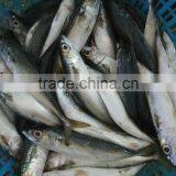 Frozen WR Pacific Mackerel Seafood thumbnail-1