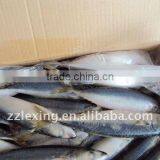 Frozen Whole Round Pacific Makerel thumbnail-3