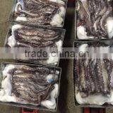 Frozen Giant Squid Tentacles/frozen Giant Squid Soft Tentacles thumbnail-3