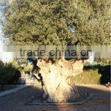 Centenary Olive Tree thumbnail-4