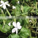 Plumbago Zeylanica thumbnail-1