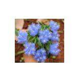 Ecdysone (20-Hydroxyecdysone) thumbnail-1