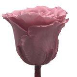 Buy Forever Rose With Best Quality at Lowest Price From Kunming thumbnail-2