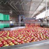 SELECTED QINGUAN APPLES thumbnail-5