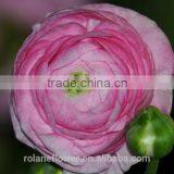 2016 Ranunculus Asiaticus With Fresh Beautiful Flowers thumbnail-5