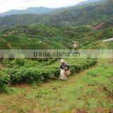 Henan Yihealth Tea Co., Ltd. company overview - view 2 thumbnail