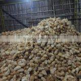 Exporters Of Fresh Cocounts thumbnail-2