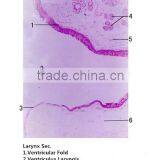 Medical Slides/ Prepared Microscope Histology Slides/Epithelium Sec. Slides thumbnail-1