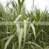 High Output Screw Oak Grass Hydraulic Juice Press Machine for Sale thumbnail-6