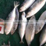 Frozen Indian Mackerel thumbnail-1