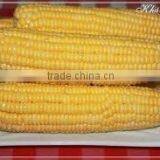 FRESH AND FROZEN YELLOW CORN FROM VIET NAM